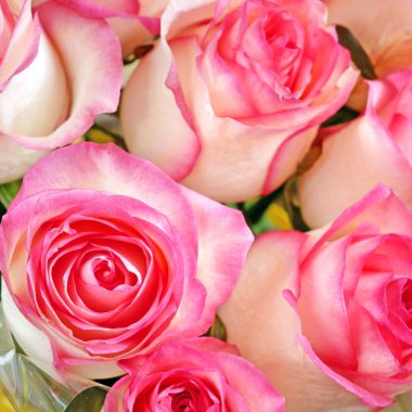 Güzel pembe gül demeti arka plan 