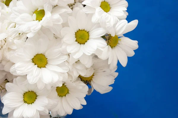 Weiße Chrysanthemen Strauß Auf Blauem Hintergrund — Stockfoto