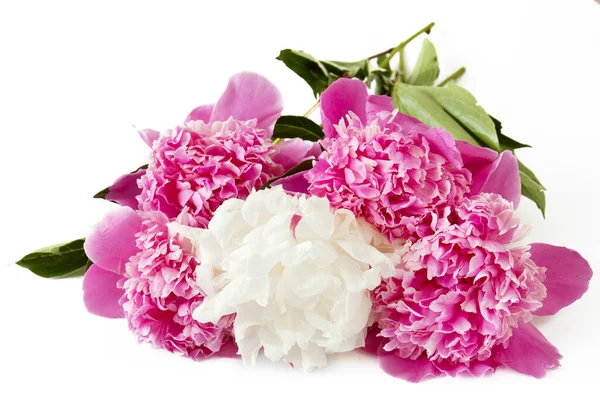 Gyönyörű Bazsarózsa Virágok Csokor Fehér Háttér Közelkép — Stock Fotó