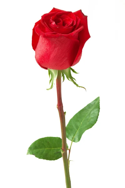 Piękna Czerwona Róża Białym Tle Zbliżenie — Zdjęcie stockowe