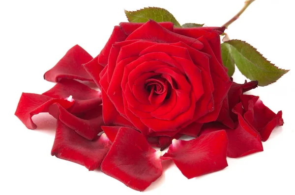 Schöne Rote Rose Isoliert Auf Weißem Hintergrund Nahaufnahme — Stockfoto