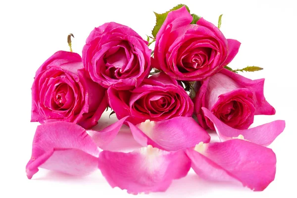 Букет Розовых Роз Лепестками Белом Фоне Крупным Планом — стоковое фото