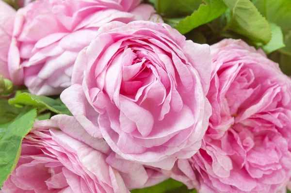 Hermoso Rosa Rosas Racimo Fondo Primer Plano — Foto de Stock
