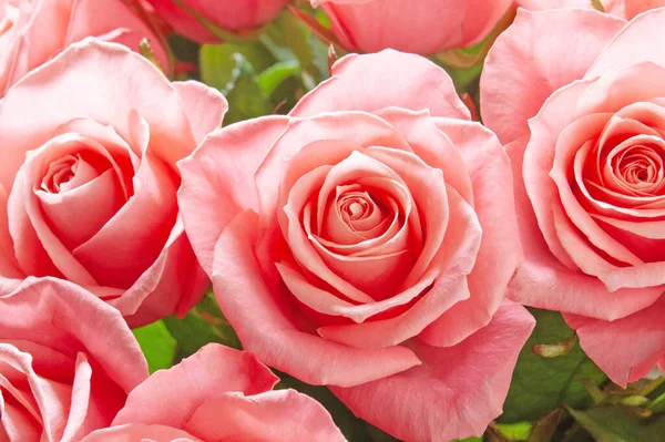 Vacker Rosa Rosor Gäng Bakgrund Närbild — Stockfoto