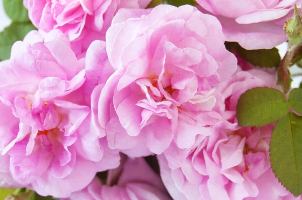 漂亮的粉红玫瑰束背景特写 — 图库照片