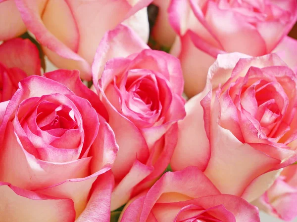 Beautiful Pink Roses Bunch Background Stock Photo