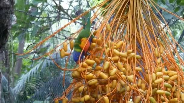 Eclectus Parrot Bird Feeder Forest Loro Park Τενερίφη Canary Island — Αρχείο Βίντεο