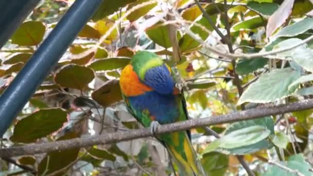 Eclectus Loro Comedero Aves Bosque Loro Park Tenerife Islas Canarias — Vídeo de stock