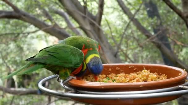 Eclectus Papagaio Alimentador Aves Floresta Loro Park Tenerife Canary Island — Vídeo de Stock