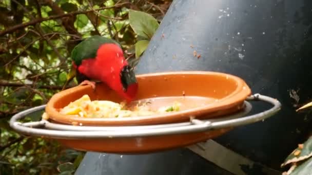 Eclectus Parrot Bird Feeder Forest Loro Park Τενερίφη Canary Island — Αρχείο Βίντεο