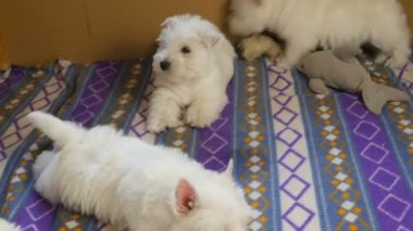 Beyaz Batı İskoçya Teriyeri köpekleri küçük köpek için kafeteryalarında ya da kutularında otururlar.