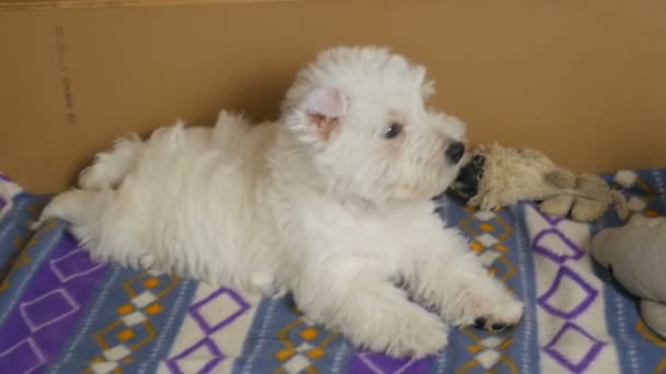 Engraçado Branco Oeste Highland Terrier Cães Filhote Cachorro Sentar Seu — Vídeo de Stock