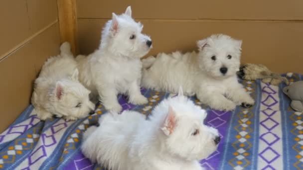 Funny White West Highland Terrier Dogs Puppy Sit Aviary Box — Stock Video
