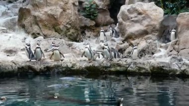 Suyun yakınındaki buzda büyük bir penguen grubu, Loro Park, Tenerife, Kanarya Adası, İspanya