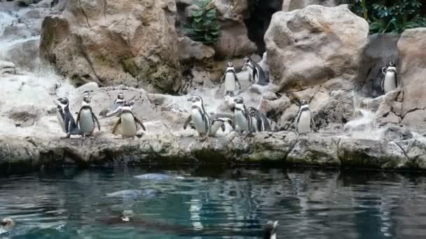 Большая Группа Пингвинов Льду Возле Воды Loro Park Тенерифе Канарский — стоковое видео