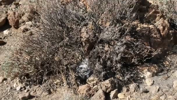 Parque Nacional Teide Roque Cinchado Formação Rochosa Única Com Famoso — Vídeo de Stock