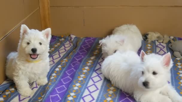 Engraçado Branco Oeste Highland Terrier Cães Filhote Cachorro Sentar Seu — Vídeo de Stock