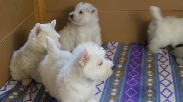 Funny White West Highland Terrier Dogs Puppy Sit Aviary Box — Stock Video
