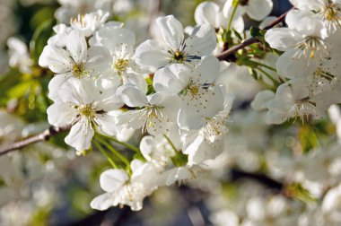 Baharda çiçek açan güzel ağaç sakura mavi gökyüzü arka planında, yakın plan