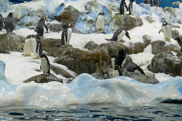 Gran Grupo Pingüinos Hielo Cerca Del Agua Loro Park Tenerife — Foto de Stock