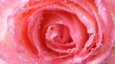 Güzel pembe gül makro arkaplanı