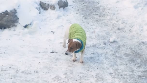 Jack Russell Terrier Felle Hondenkleren Loopt Sneeuw — Stockvideo