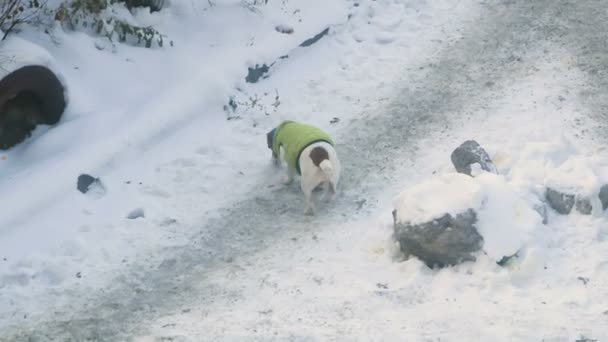 Джек Рассел Терьер Яркой Собачьей Одежде Ходит Снегу — стоковое видео