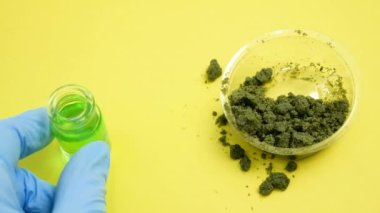 Kenevir yağı ve marihuana bitkisi, sarı arka planda bitkiler. Esrar kozmetik konsepti