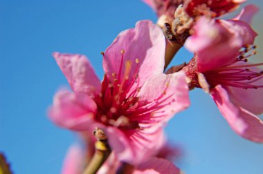 Baharda mavi gökyüzü arka planında çiçek açan güzel ağaç sakura.