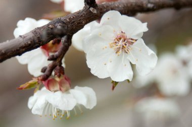 Baharda mavi gökyüzü arka planında çiçek açan güzel ağaç sakura.