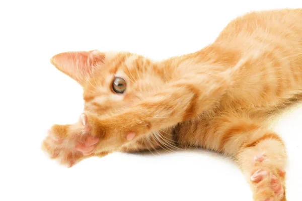 Cute Little Ginger Cat Playing White Background Closeup — Stock Photo, Image