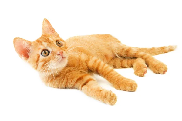 Cute Little Ginger Cat Playing White Background Closeup — Stock Photo, Image