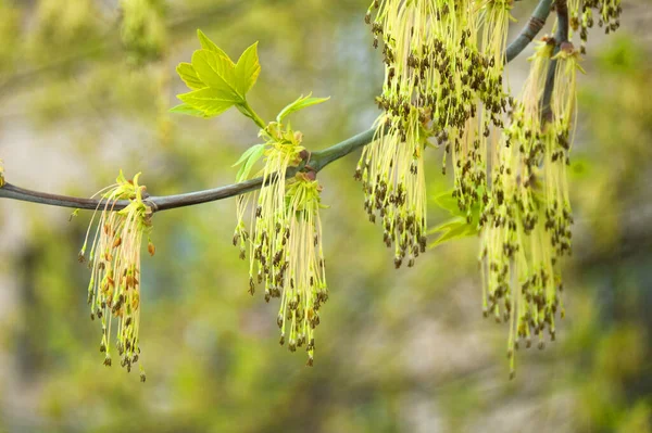 Насіння Сережках Кленового Дерева Acer Negundo Квітуча Квітка Свіжа Нова — стокове фото