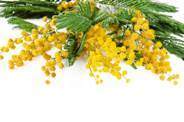 Mimose Pflanze Mit Runden Flauschigen Gelben Blüten Isoliert Auf Weiß — Stockfoto