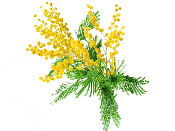 Mimose Pflanze Mit Runden Flauschigen Gelben Blüten Isoliert Auf Weiß — Stockfoto