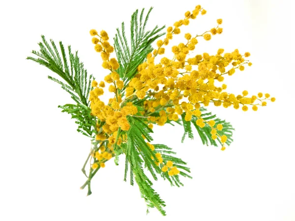 Mimose Pflanze Mit Runden Flauschigen Gelben Blüten Isoliert Auf Weiß — Stockfoto