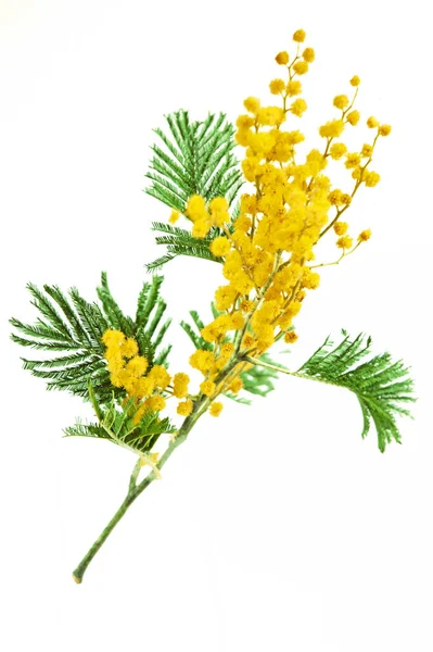 Mimose Pflanze Mit Runden Flauschigen Gelben Blüten Isoliert Auf Weiß — Stockfoto