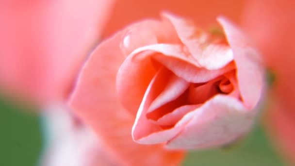 Hermosas Flores Geranio Rosa Con Gotas Agua — Vídeos de Stock