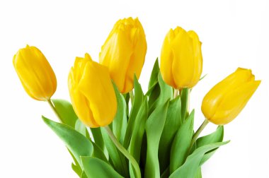 Beyaz arka planda güzel laleler.