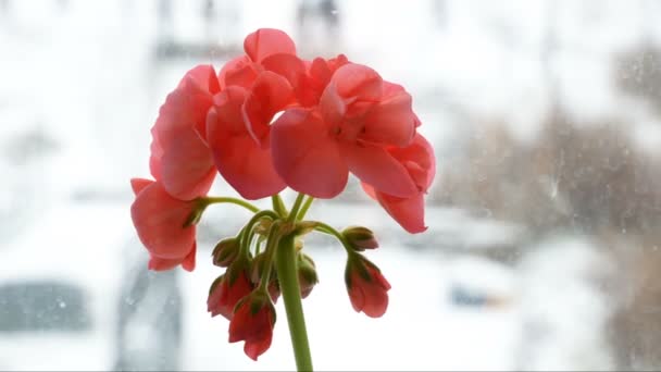 冬の雪の日に窓辺に花を咲かせる国内植物悪天候の概念 — ストック動画