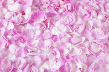 Güzel pembe gül yaprakları arka plan, yakın plan