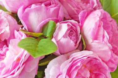 Güzel pembe gül demeti arka plan, yakın plan