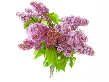 Beyaz arka planda izole edilmiş güzel leylak, yakın plan.