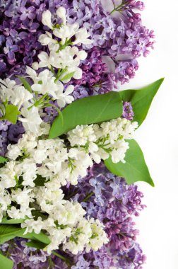 Güzel beyaz ve mor arkaplan, yakın plan.