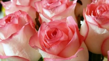 Büyük arka planda bir sürü güzel pembe gül.,