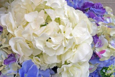 Bahçede açan pembe, mavi, eflatun, beyaz ortanca çiçeği (Hydrangea makrophylla). Güzel hortensiya çiçekleri, yakın plan.