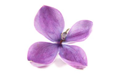 Beyaz arka planda izole edilmiş güzel leylak, yakın plan.