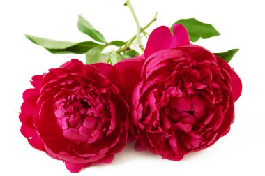 Güzel şakayık sürüsü beyaz, yakın plan