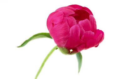 Güzel şakayık sürüsü beyaz, yakın plan