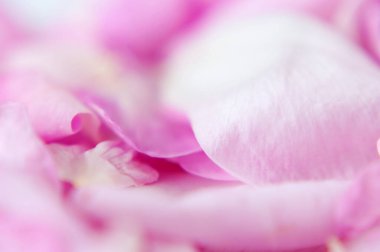 çok güzel pembe gül yaprakları arka plan, set, yakın plan